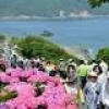 海とアジサイ眺めウオーキング 対馬市、１０００人参加 [長崎県]