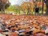 地面に落ち葉のカーペット 神戸・大倉山公園