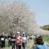 満開桜道３０００人快走 柴田でマラソン