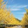 ～ 黄金色の絨毯広がるイチョウ並木を歩く ～ 彩づく秋の秩父ウォーキングイベントツアー 11月14日（土）開催
